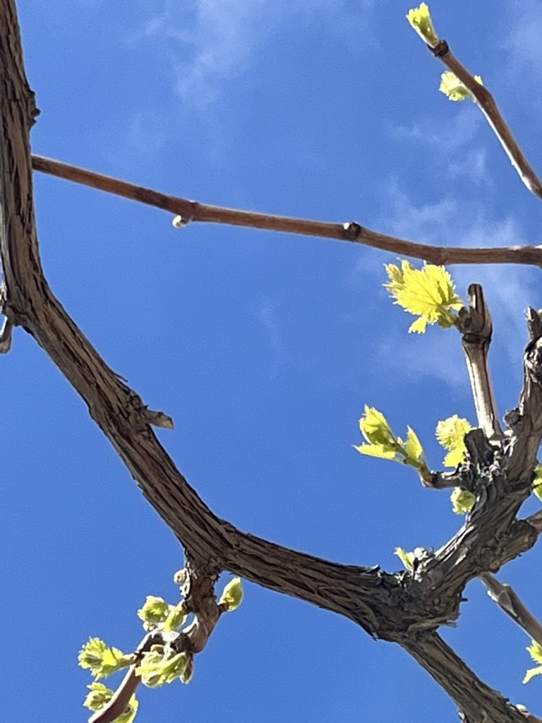 Young leaves on an old vine against a deep blue sky